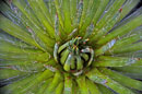 Radial symmetry (1)