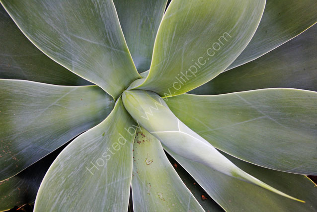 Botanical beauty