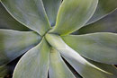 Botanical beauty