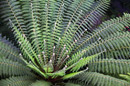 The beauty of ferns