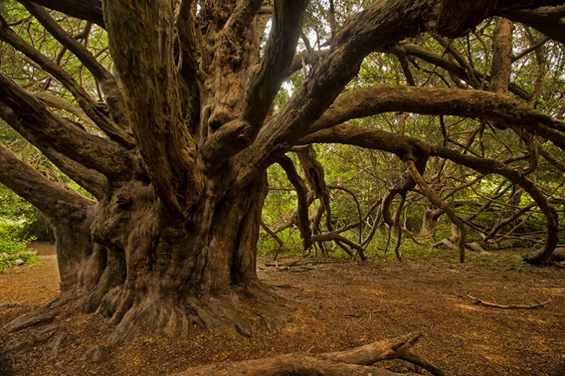 Magnificent Ancient Yew