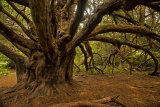 Magnificent Ancient Yew