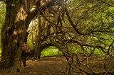 Ancient Yews