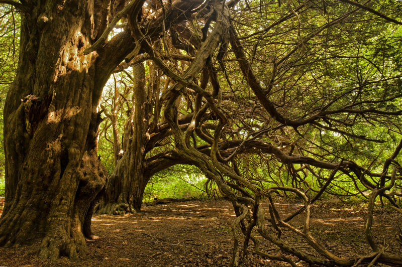 Ancient Yews (ii)