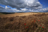 After the harvest