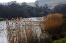 Last summer's reeds