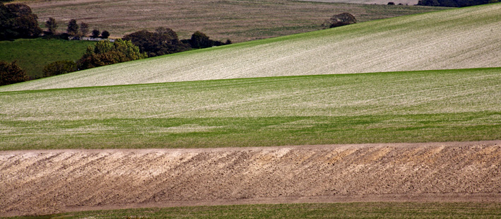 Sussex Downland layers
