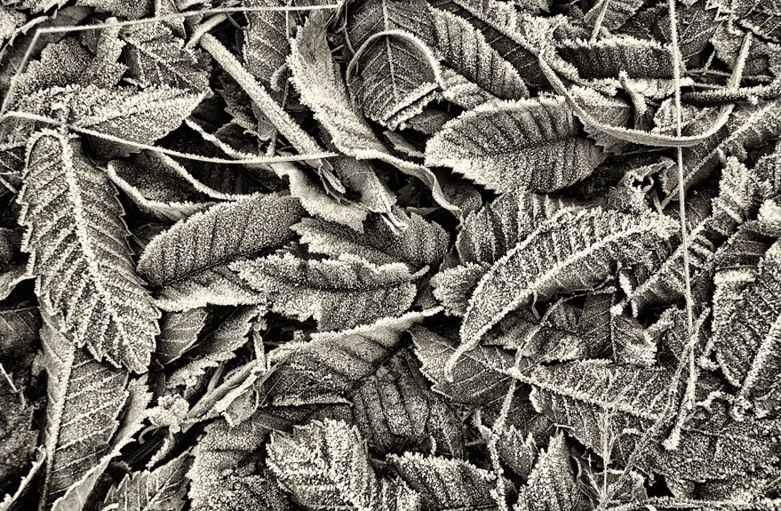 Winter beauty