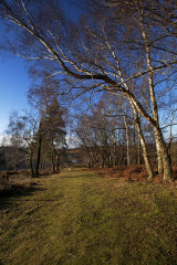 Winter, Ashdown Forest
