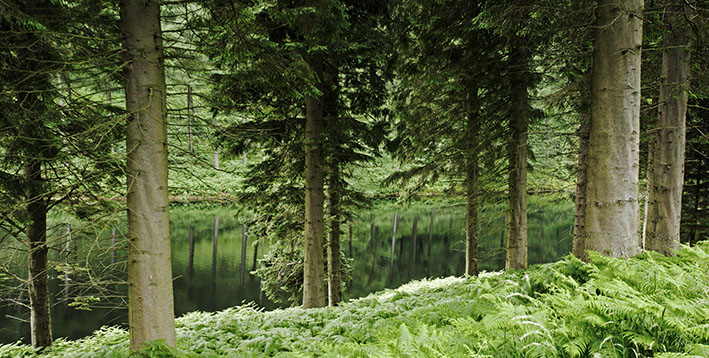 Quiet reflection