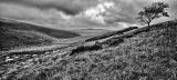 Lonely Valley (i)