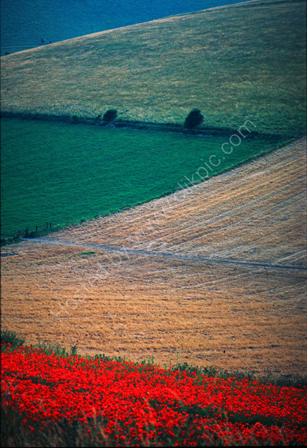 Downland triangles