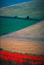 Downland triangles