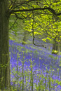 Azure carpet