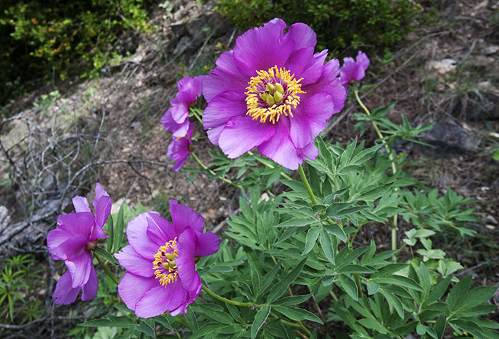wild Peonies