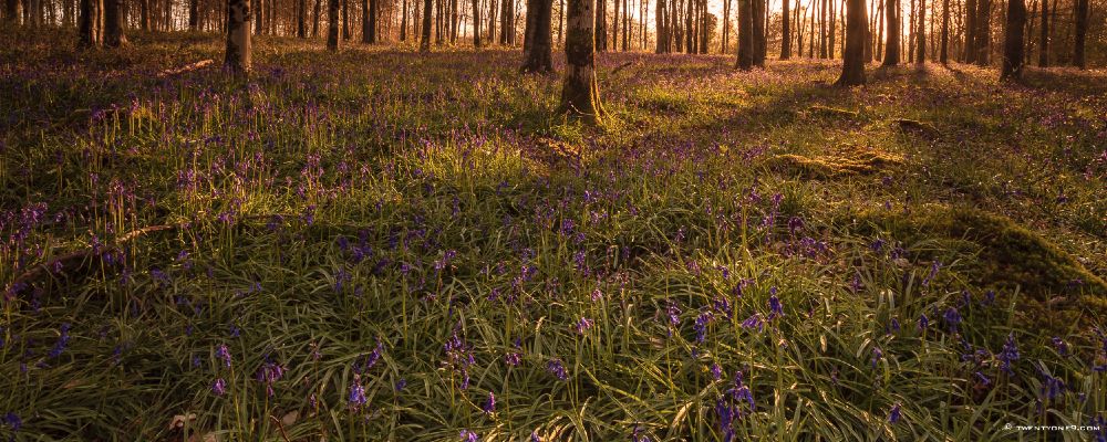 DORSET BELLS