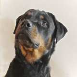 MyPaw Pet Photography & Gifts
