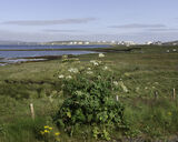 Scatsta, Sullom Voe, Shetland (HU 39827 72890) looking N.