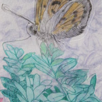 Common Copper Butterfly. Drypoint print.