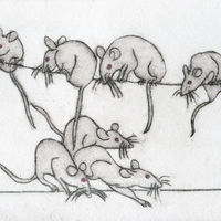 Mice! Drypoint print.