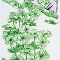 Ranunculus lyalii. Drypoint print.