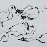 Swans in Bray Harbour.