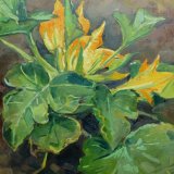 Courgette Plant at Festina Lente