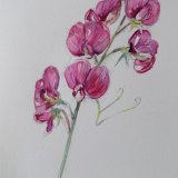 Small Sweet Pea Study