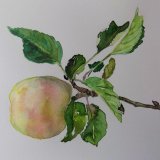 Apple from my Garden
