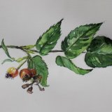 Rose Hips