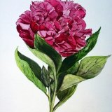 Peony.  Sold