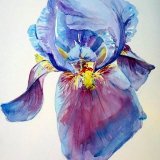 Iris.  Sold