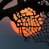 Instar