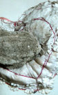 mettiamoci una pietra sopra, detail.