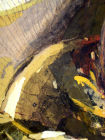 paper flowers 6, detail.