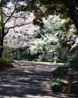 An angle under cherry blossom trees