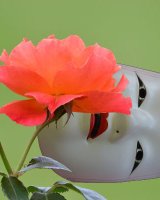 Mask and rose