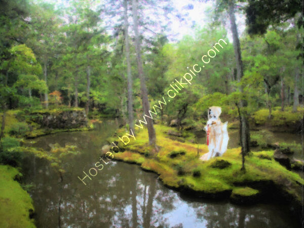 Moss garden 2