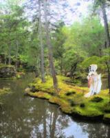 Moss garden 2