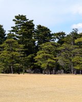 Pine trees