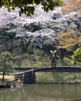 Samurai warrior is admiring blooming cherry blossom trees