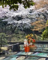 Samurai warrior is riding in a garden