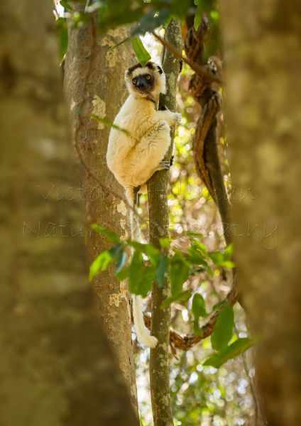 Deep In The Forest - Verreaux's Sifaka (Propithecus verreauxi)