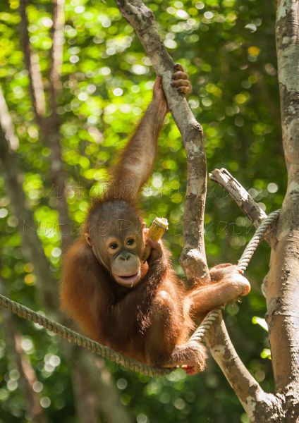 Baby Orangutan - African penguin (Spheniscus demersus)