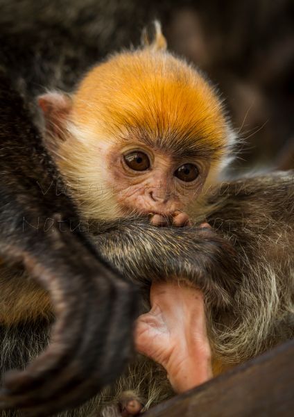 The Safety Of Mum