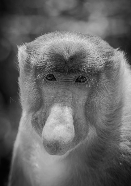 Pensive - Male Proboscis Monkey (Nasalis larvatus) IUCN Red List Status - Endangered