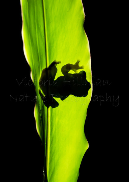 Frog Silhouette - Dark-eared Tree Frog (Polypedates macrotis) Borneo