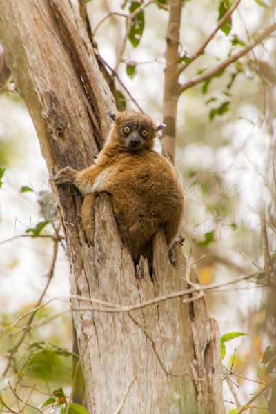 A Tree For A Perch
