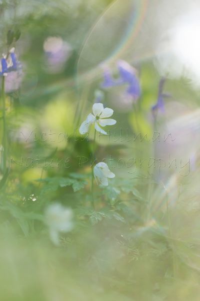 Anemones and rainbows