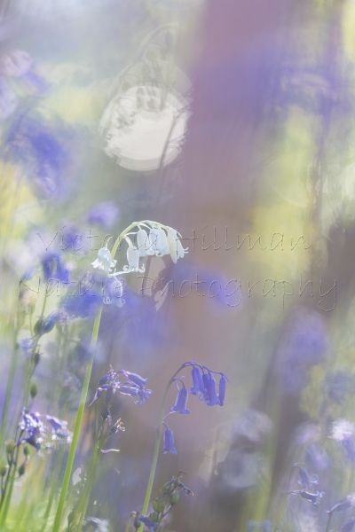 Bluebell Forest